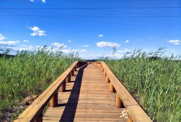 陸地木棧道