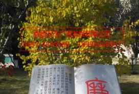 景觀造型 文化
